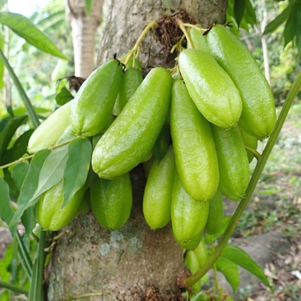 La malicieuse saveur du&nbsp;Bilimbi