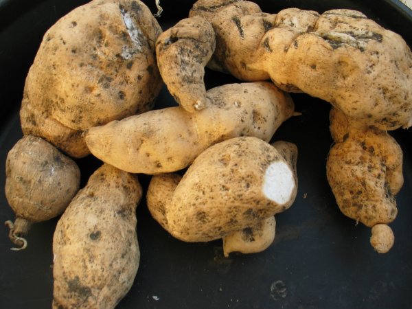 Patates-cochon, patate chouchou, patate… que j&rsquo;aime ton&nbsp;goût.