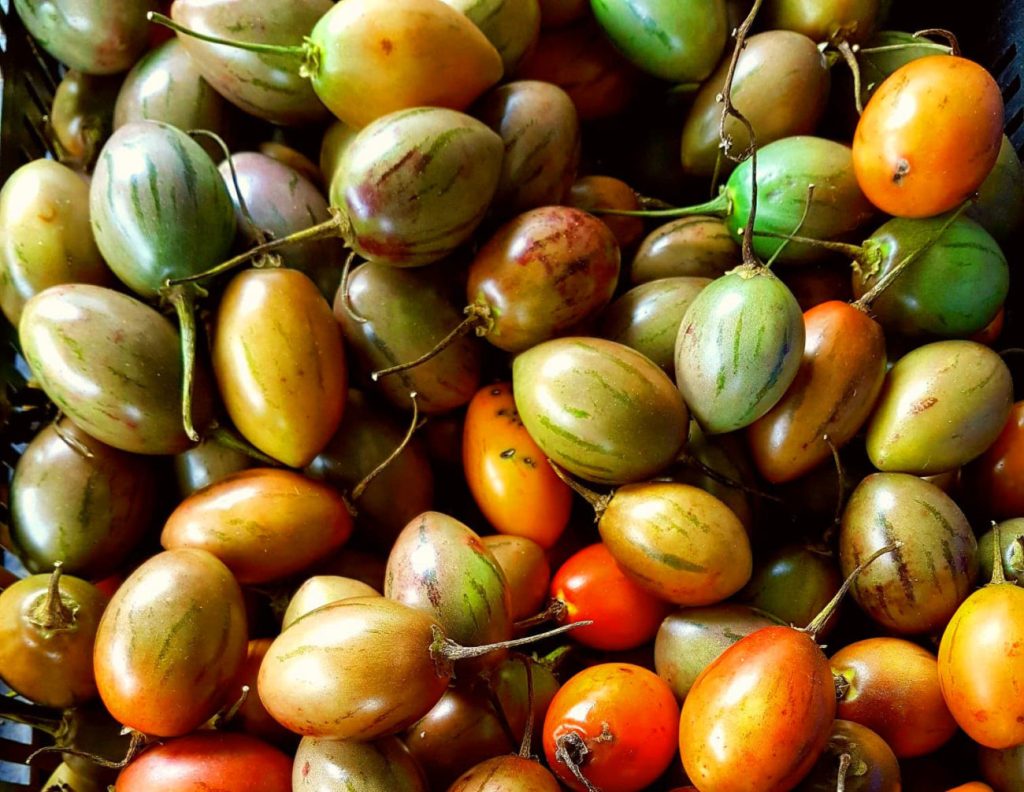 La tomate-arbuste, la tomate qui se&nbsp;mérite.