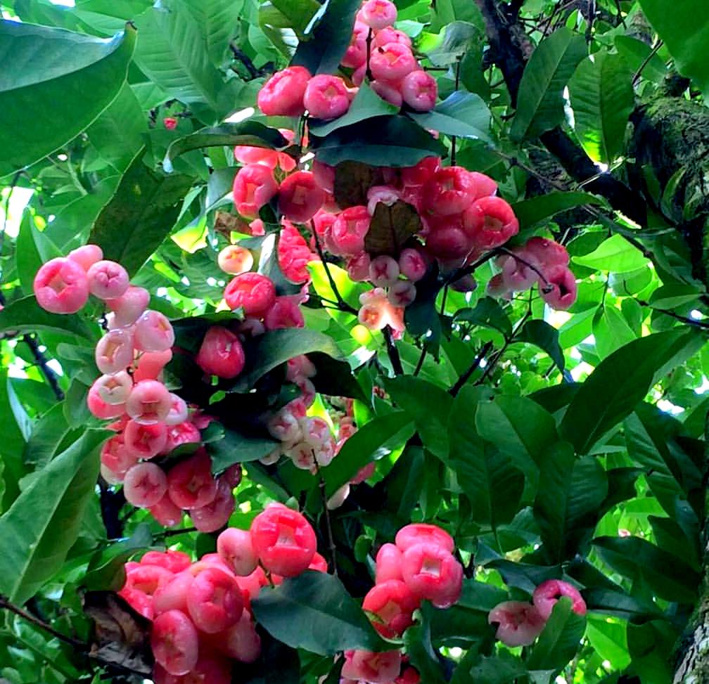 Le Jamalac : le fruit oublié des&nbsp;Réunionnais